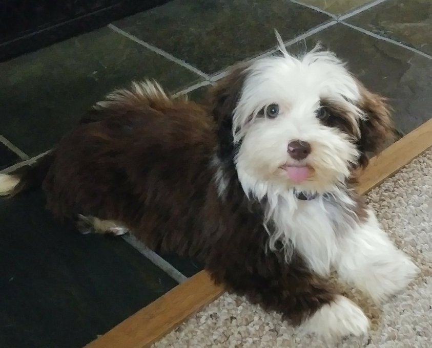 akc havanese puppies for sale