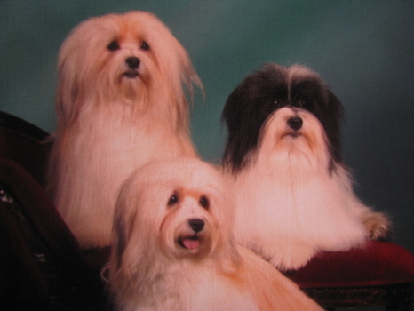 champion havanese red sable and black and white